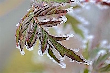 Frosty Leaves
