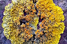 Lichen
