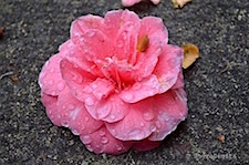 Camellia after Rain