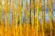 Sunlight in Winter