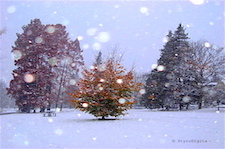 Snowing in Fall