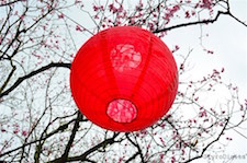 Chinese Lantern
