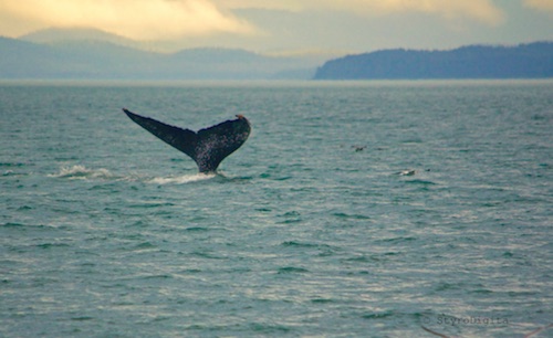 Humpback in Juneau
