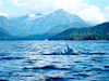 Humpback in Sitka