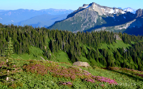 Paradise at Mt. Rainier National Park