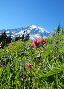 Mt Rainier and Pink Flowers