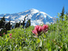 Mount Rainier National Park