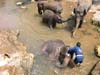 Elephants