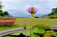 Srinakarin Dam Lotuses