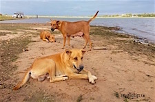 Korat Dogs