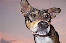 Koh Samet Dog