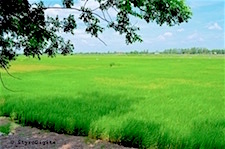 Rice Paddy