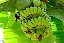 Thai Banana