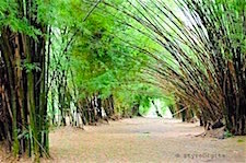 Bamboo Garden